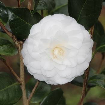 Camellia japonica 'White by the Gate' 