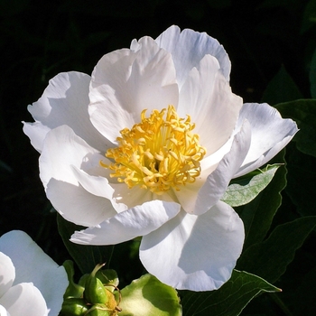 Camellia 'Winter's Snowman' 