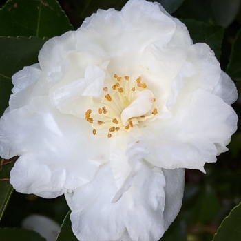 Camellia sasanqua 'Mine-No-Yuki' 