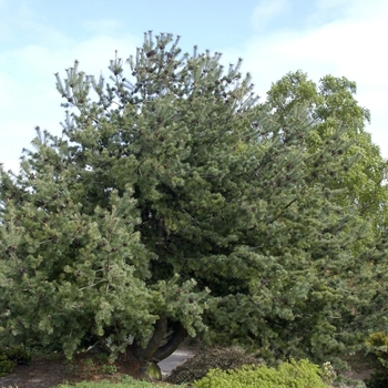 Pinus parviflora 'Glauca' 