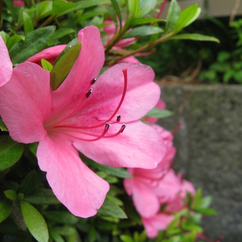 Rhododendron Satsuki hybrid 'Osakazuki' 