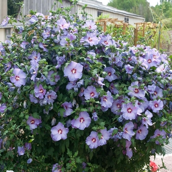 Hibiscus syriacus 'Blue Bird' 