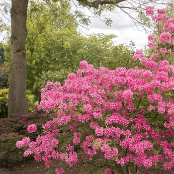 Rhododendron 