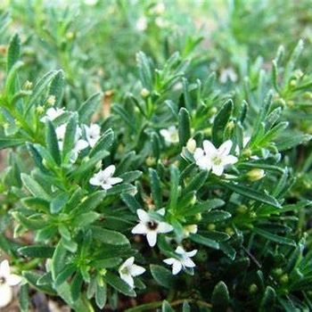 Myoporum parvifolium 'Putah Creek' 