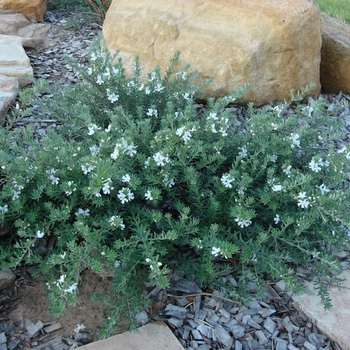 Westringia fruticosa 'WES05' 