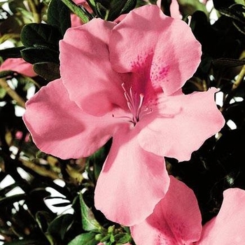 Rhododendron Satsuki hybrid 'Wakaebisu' 