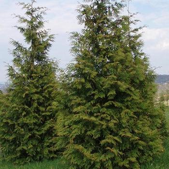Thuja plicata 'Excelsa' 