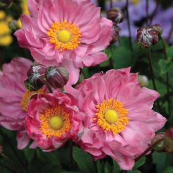 Anemone hupehensis 'Emily' 