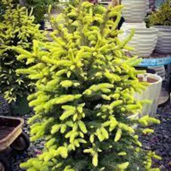 Picea pungens var. glauca 'MonWal' 