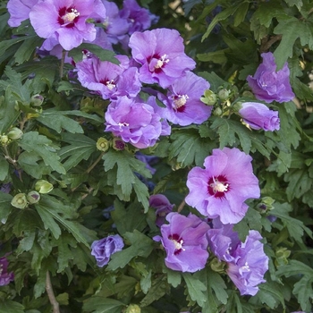 Hibiscus syriacus 'Minerva' 
