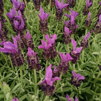 Lavandula stoechas 'Winter Bee' PP20840