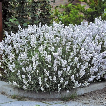 Lavandula x intermedia 'Edelweiss' 