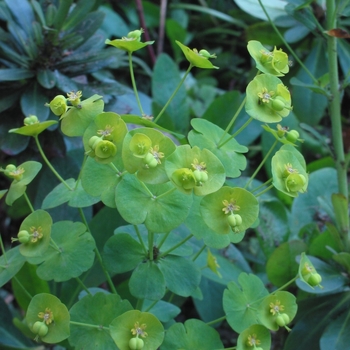 Euphorbia amygdaloides var. robbiae