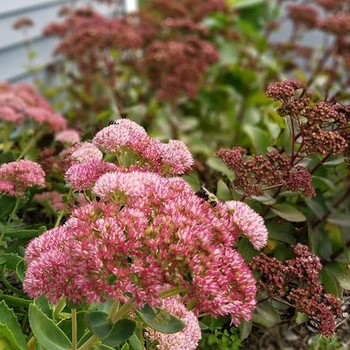 Sedum 'Abbeydore' 