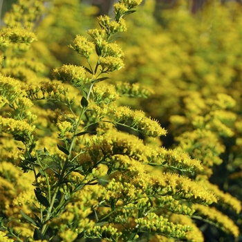 Solidago shortii 'Solar Cascade' 