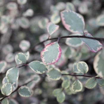 Pittosporum tenuifolium 'Silver Magic' 