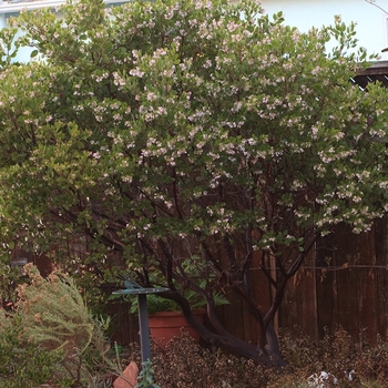 Arctostaphylos densiflora 'Sentinel' 