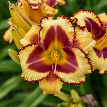 Hemerocallis Rainbow Rhythm® 'Blazing Glory'