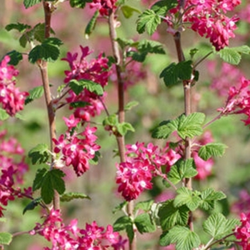 Ribes 'Multiple Varieties' 