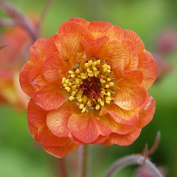 Geum 'Alabama Slammer' PP23750