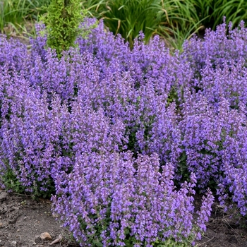 Nepeta 'Multiple Varieties' 