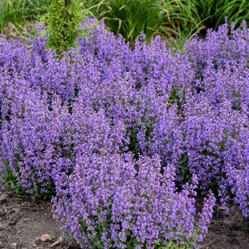 Nepeta 'Multiple Varieties' 