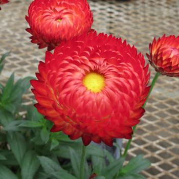 Bracteantha bracteata 'Granvia Crimson Sun'