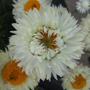 Bracteantha bracteata 'Granvia White' 