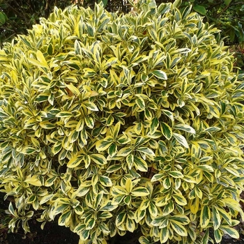 Euonymus fortunei 'Golden Harlequin' 