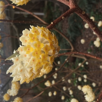 Edgeworthia chrysantha 'Snow Cream' 