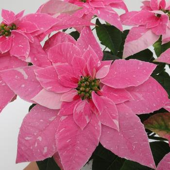 Euphorbia pulcherrima Princettia® Sparkling Rose