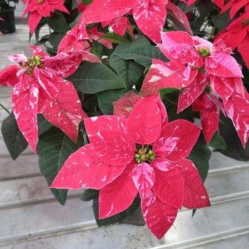 Euphorbia pulcherrima Princettia® Sparkling Rouge