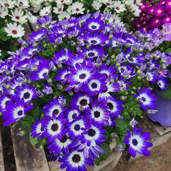 Pericallis Senetti® Blue Bicolor Improved