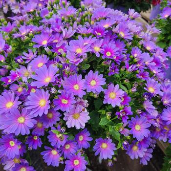 Pericallis Senetti® Lavender Dawn