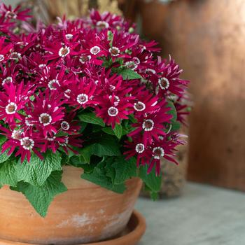 Pericallis Senetti® Red Halo