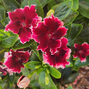 Catharanthus Soiree® Flamenco Salsa Red