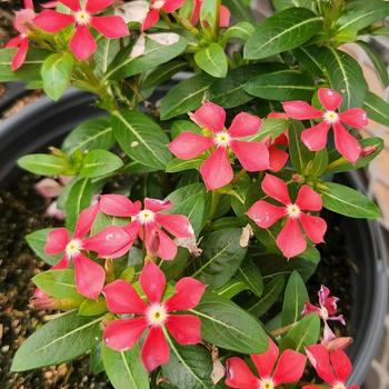 Catharanthus Soiree kawaii® Paprika Red