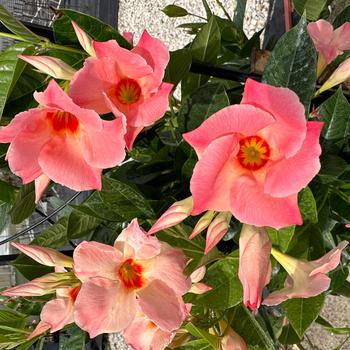 Mandevilla Sun Parasol® Giant Peach Sunrise