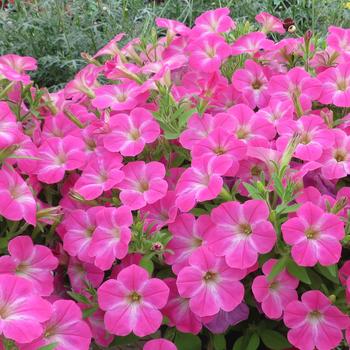 Petunia 'Patio Party Pink' 