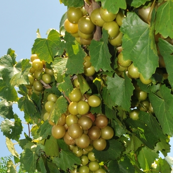 Vitis rotundiflora 'Carlos' 