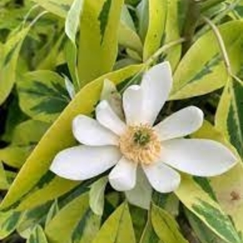 Magnolia virginiana var. australis 'Mardi Gras' 