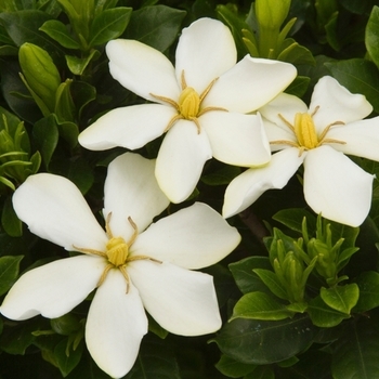 Gardenia jasminoides 'MAGDA 1' MAGDA 1