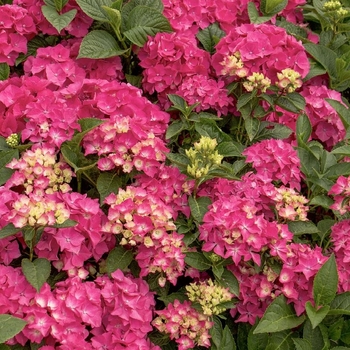 Hydrangea macrophylla 'Pink Elf®' Pia