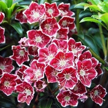 Kalmia latifolia 'Starburst' 