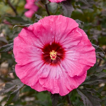 Hibiscus 'Inner Glow' 