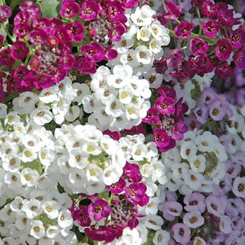 Lobularia maritima