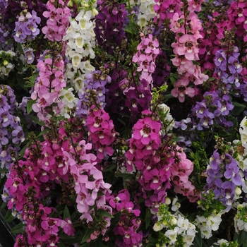 Angelonia angustifolia