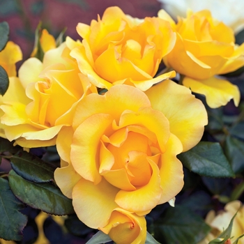 Rosa 'Gold Struck™' PP24971