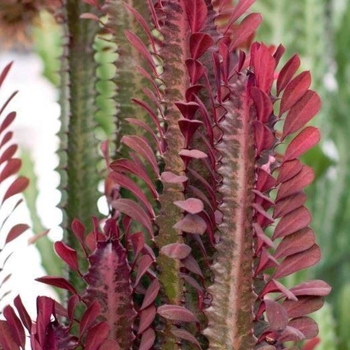 Euphorbia trigona