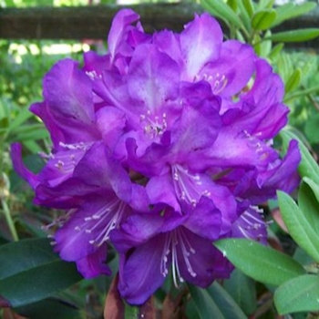 Rhododendron 'Purple Passion' 